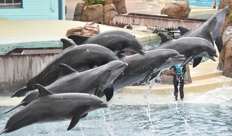 Roka Photos | SeaWorld Orlando Dolphins Wiki | Fandom