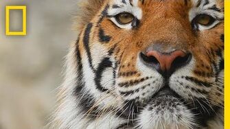 Tigers_101_National_Geographic