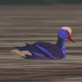 Duck Blue.jpg (63 KB) Duck