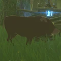 Farmland Pig