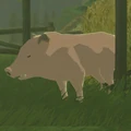 Pig Pink.jpg (81 KB) Pig