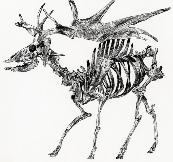 Лось кости. Анатомия лося скелет. Скелет оленя. Анатомия оленя скелет.