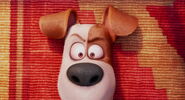 Secret-life-pets-disneyscreencaps.com-1510