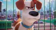 The secret life of pets max i can do that by lah2000 dcykc22