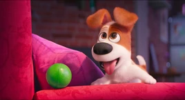 Puppy