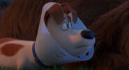 Secretlifeofpets2-animationscreencaps.com-4162