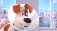 Secretlifeofpets2-animationscreencaps.com-1840