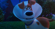 Secretlifeofpets2-animationscreencaps.com-4233