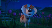 Secretlifeofpets2-animationscreencaps.com-4213