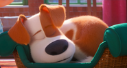 The secret life of pets 2 max sleeping in daytime
