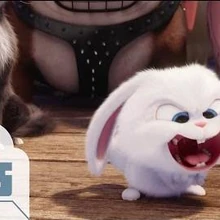 The Secret Life Of Pets The Secret Life Of Pets Wiki Fandom