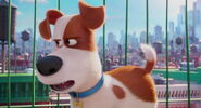 Secret-life-pets-disneyscreencaps.com-1616