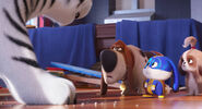 Secretlifeofpets2-animationscreencaps.com-5084