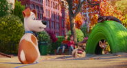 Secret-life-pets-disneyscreencaps.com-2154