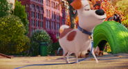 Secret-life-pets-disneyscreencaps.com-2159