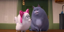 Chloe Gallery The Secret Life Of Pets Wiki Fandom