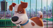 Secret-life-pets-disneyscreencaps.com-1617