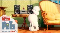 Bounce The Secret Life of Pets Wiki Fandom