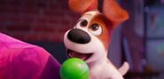 The secret life of pets max puppy