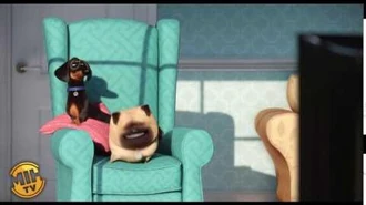 The Pets watch their favorite TV program - The Secret Life of Pets
