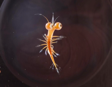 What Are Sea Monkeys? Say Hello To The World's Second Easiest Pet