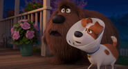 Secretlifeofpets2-animationscreencaps.com-3586