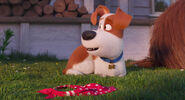 Secretlifeofpets2-animationscreencaps.com-7304