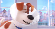 Secretlifeofpets2-animationscreencaps.com-1844