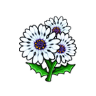 African Daisy