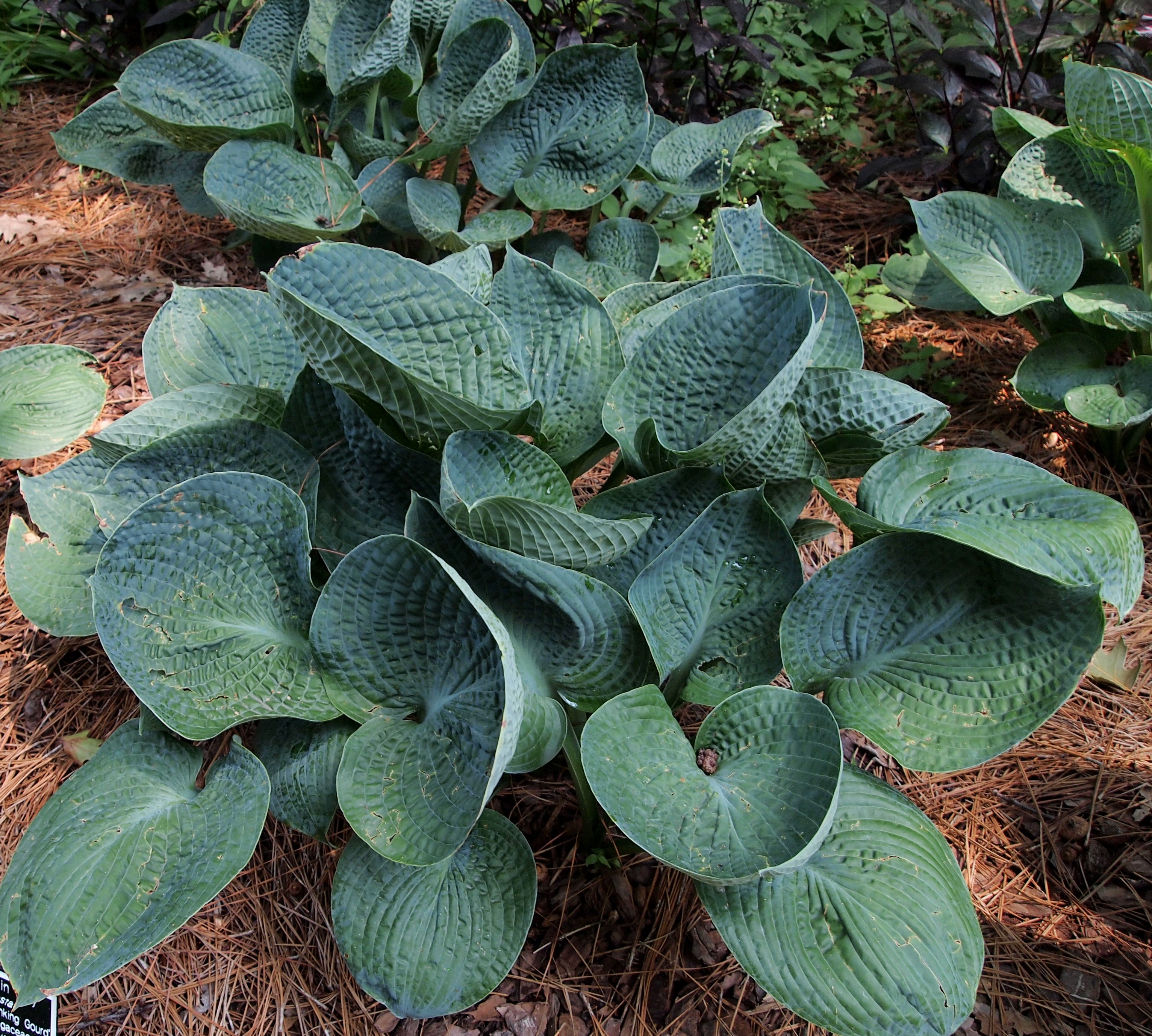 Hosta abiqua drinking gourd. Хоста гибридная Абиква дринкин гурд. Хоста Abiqua drinking Gourd. Хоста Абиква дринкин гурд. Хоста "Abiqua drinking Gourd" (Hosta).