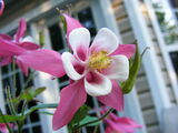 Columbine Aquilegia