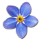 Collection Fixer Forget-me-not