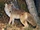 Coyote.png