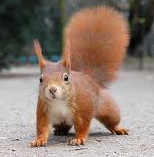 Red Squirrel