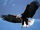 Eagle.jpg