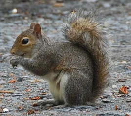 Gray squirrel