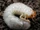 Grub.png