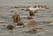 Herd of Walruses