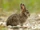 Hare.jpg