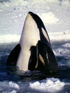 Orca whale