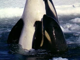 Orca