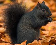 Black Squirrel