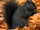 Squirrel black.png