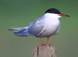 Tern