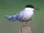 Tern.png