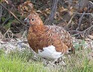 Willow Ptarmigan[1]