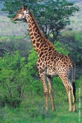 Giraffe