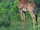 Giraffe.jpg