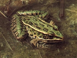 Northern leopard frog 1