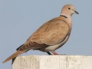 Eurasian Collared Dove[6]